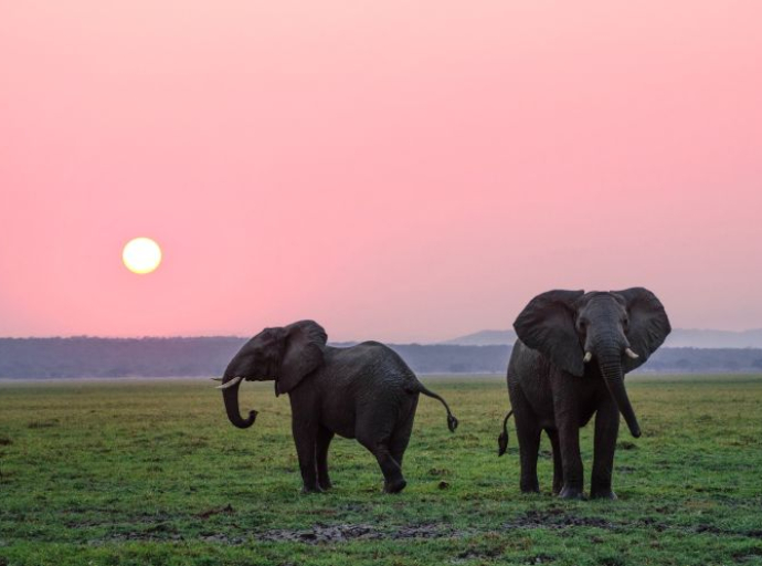 Slonovi, nježni džinovi koji duplo duže žive u divljini